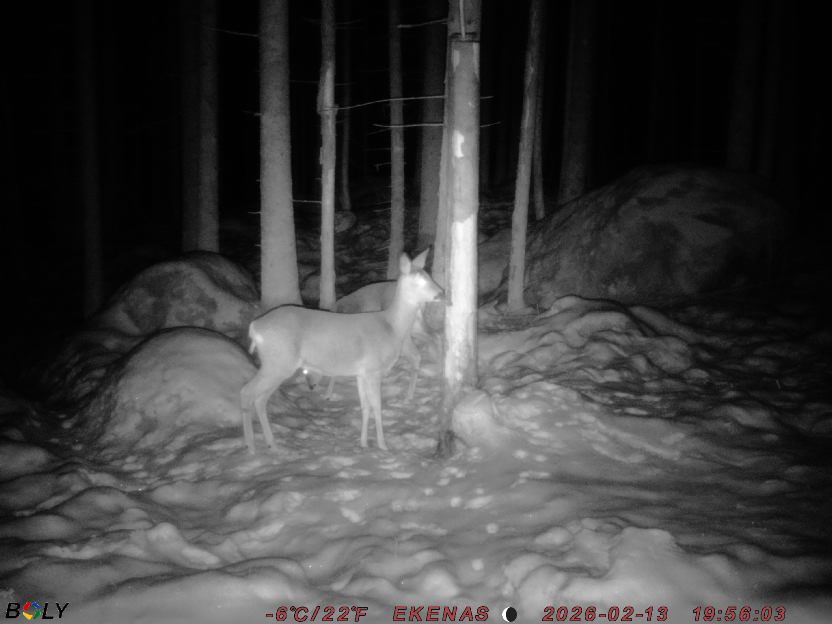 Bild från EKENÄSSALTSTEN