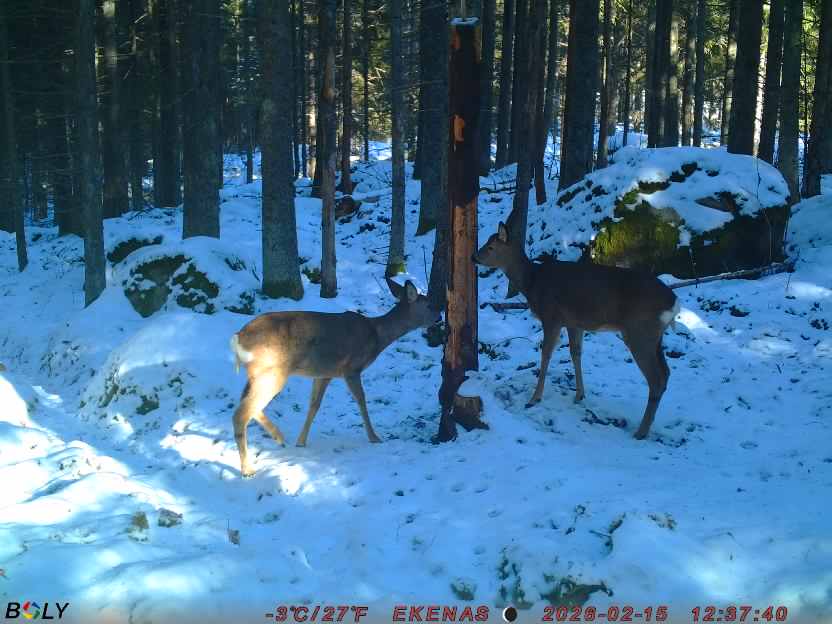 Bild från EKENÄSSALTSTEN