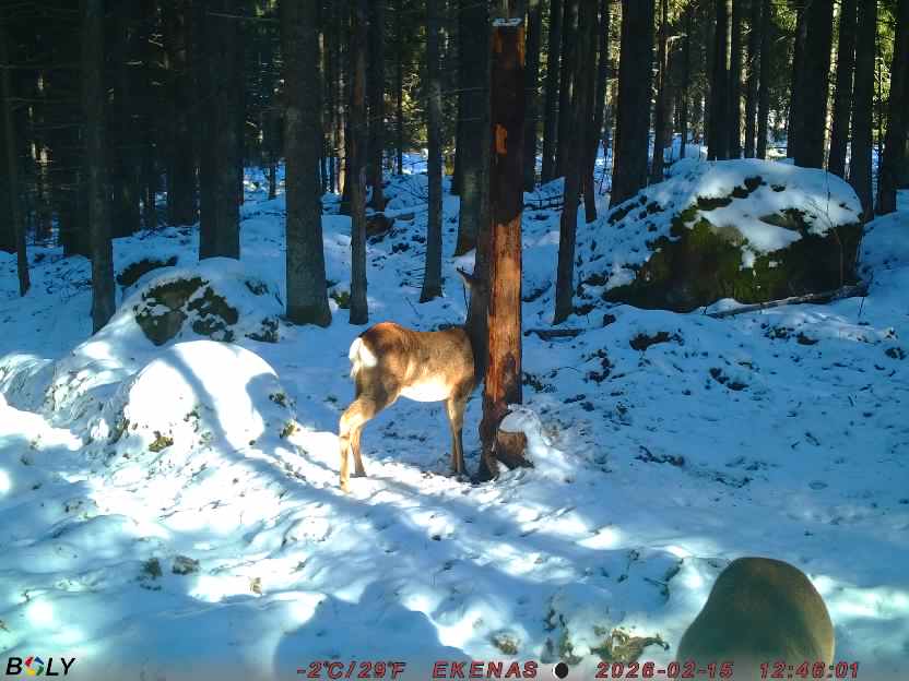 Bild från EKENÄSSALTSTEN