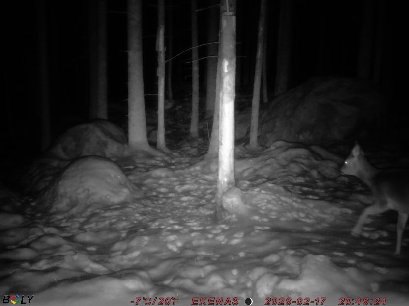 Bild från EKENÄSSALTSTEN