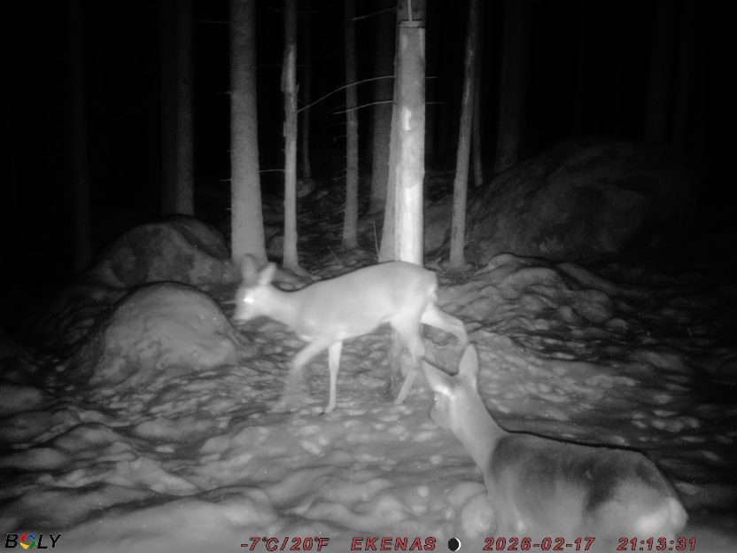 Bild från EKENÄSSALTSTEN