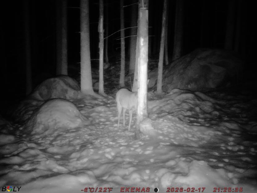 Bild från EKENÄSSALTSTEN