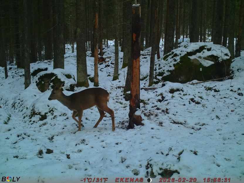 Bild från EKENÄSSALTSTEN