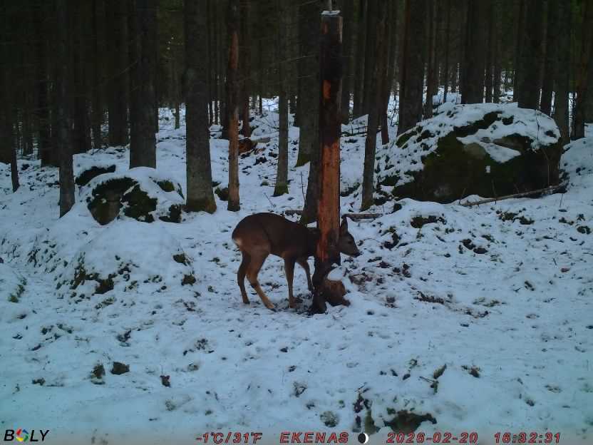 Bild från EKENÄSSALTSTEN