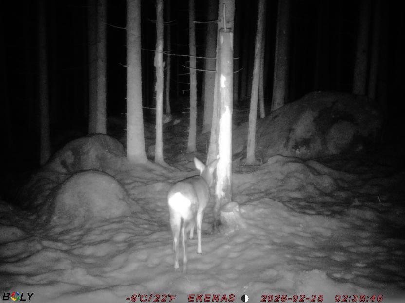 Bild från EKENÄSSALTSTEN