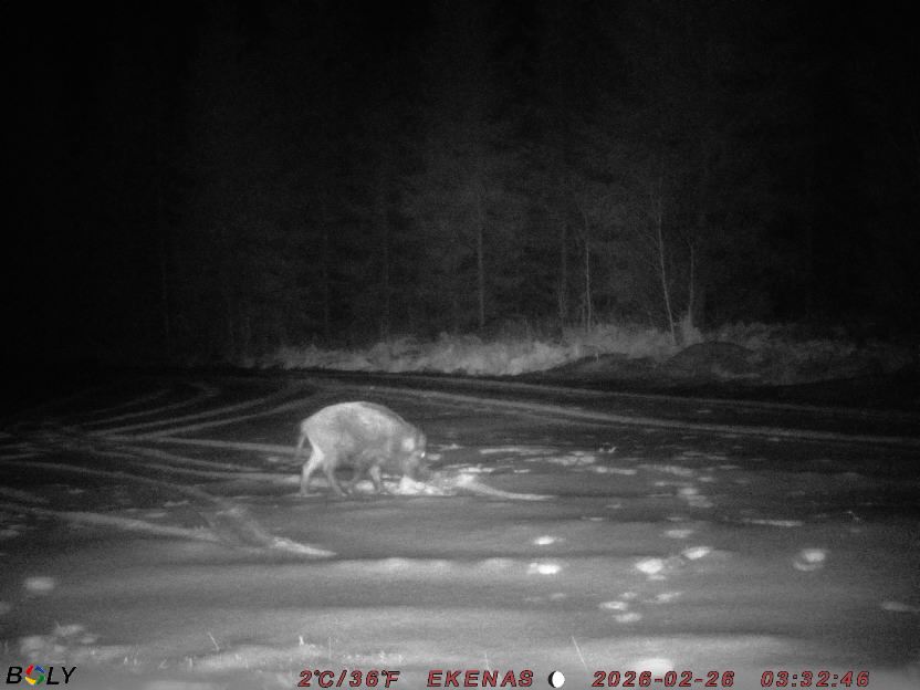 Bild från EKENÄSSALTSTEN