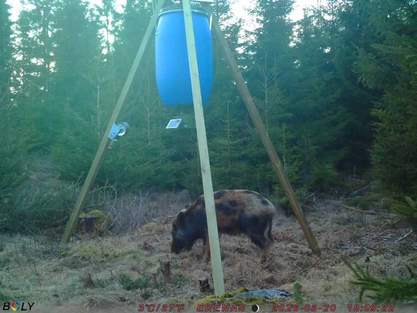 Bild från EKENÄSSALTSTEN