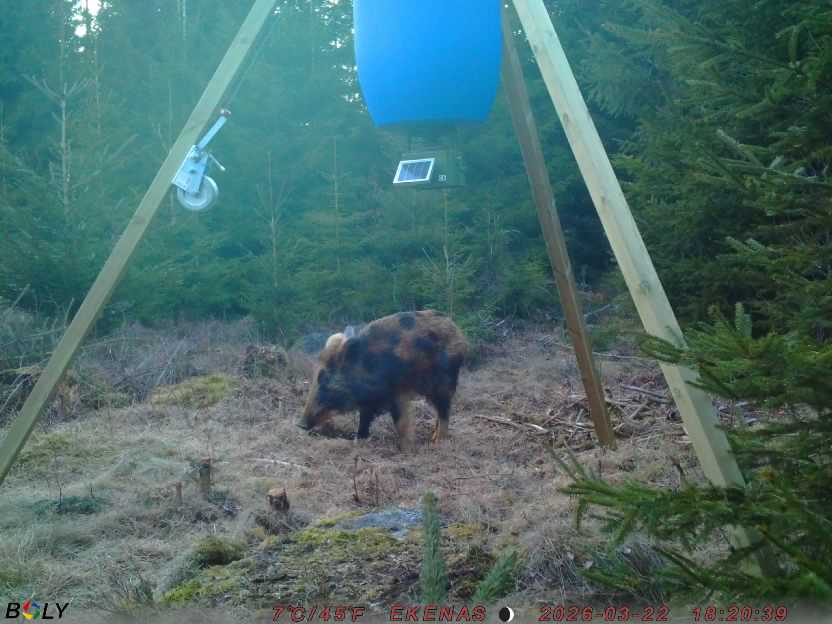 Bild från EKENÄSSALTSTEN