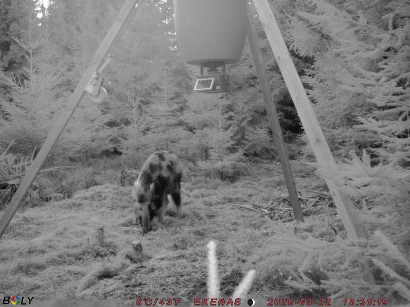 Bild från EKENÄSSALTSTEN