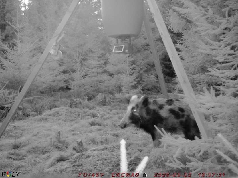 Bild från EKENÄSSALTSTEN