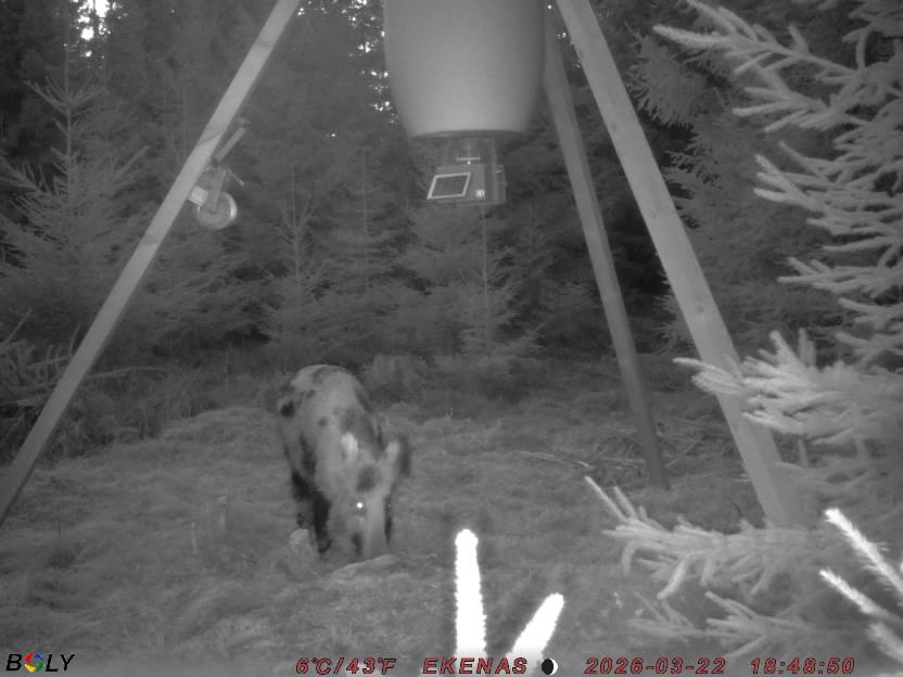 Bild från EKENÄSSALTSTEN