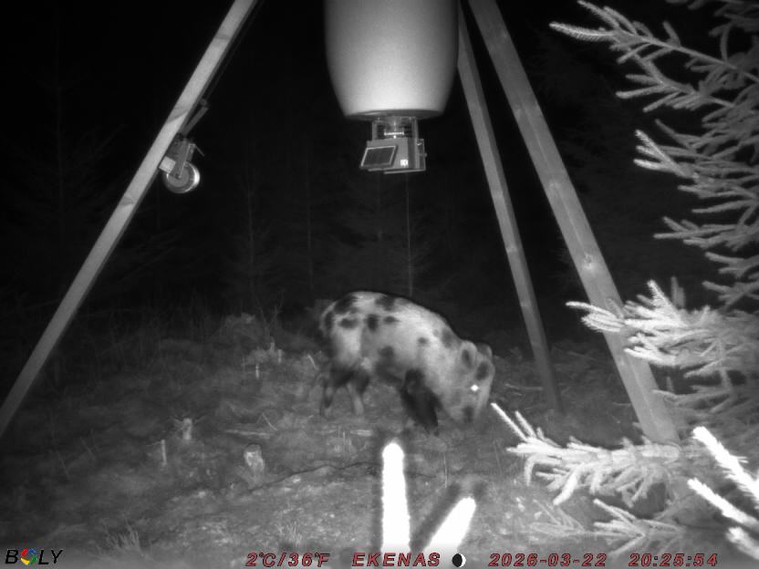 Bild från EKENÄSSALTSTEN