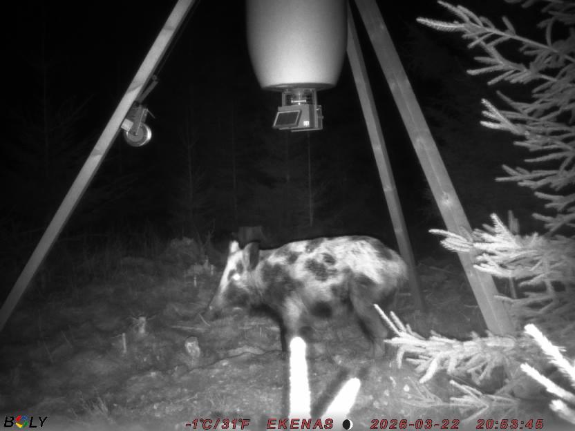 Bild från EKENÄSSALTSTEN