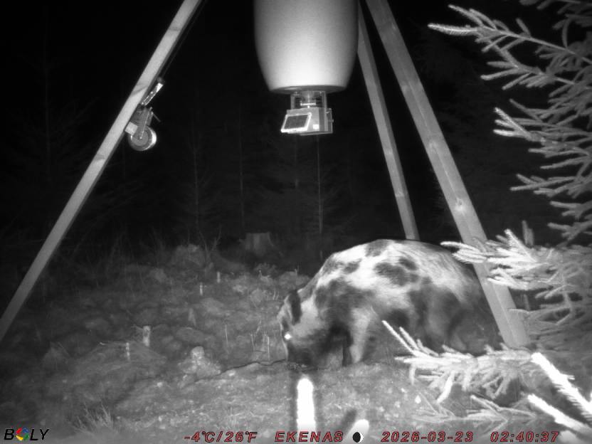 Bild från EKENÄSSALTSTEN