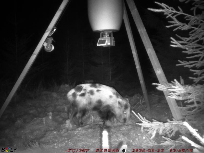 Bild från EKENÄSSALTSTEN