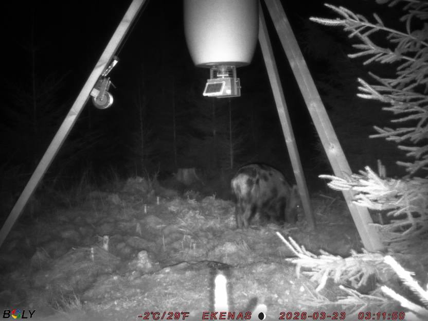 Bild från EKENÄSSALTSTEN