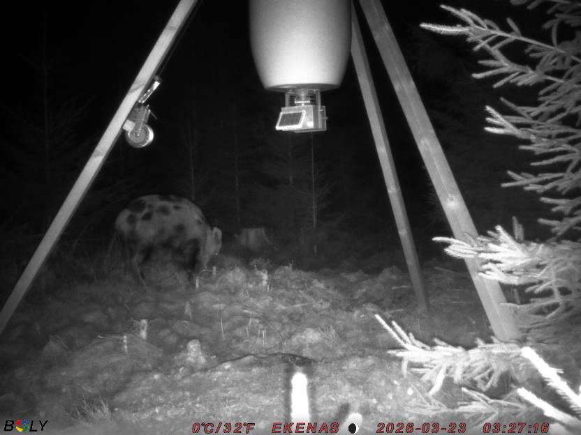 Bild från EKENÄSSALTSTEN