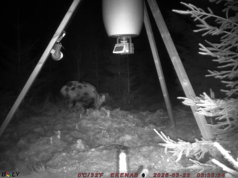 Bild från EKENÄSSALTSTEN