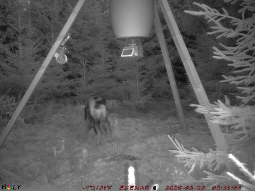 Bild från EKENÄSSALTSTEN