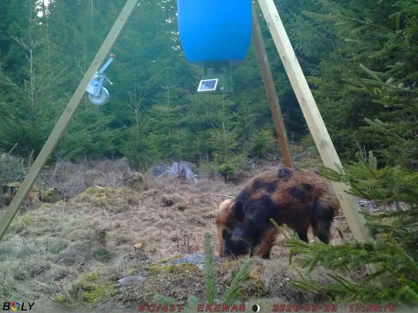 Bild från EKENÄSSALTSTEN