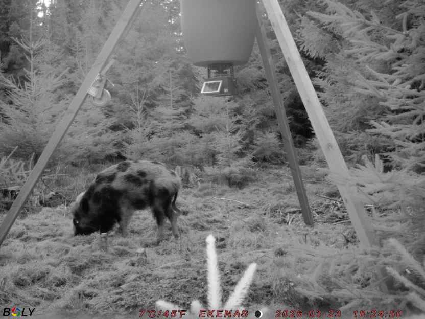 Bild från EKENÄSSALTSTEN