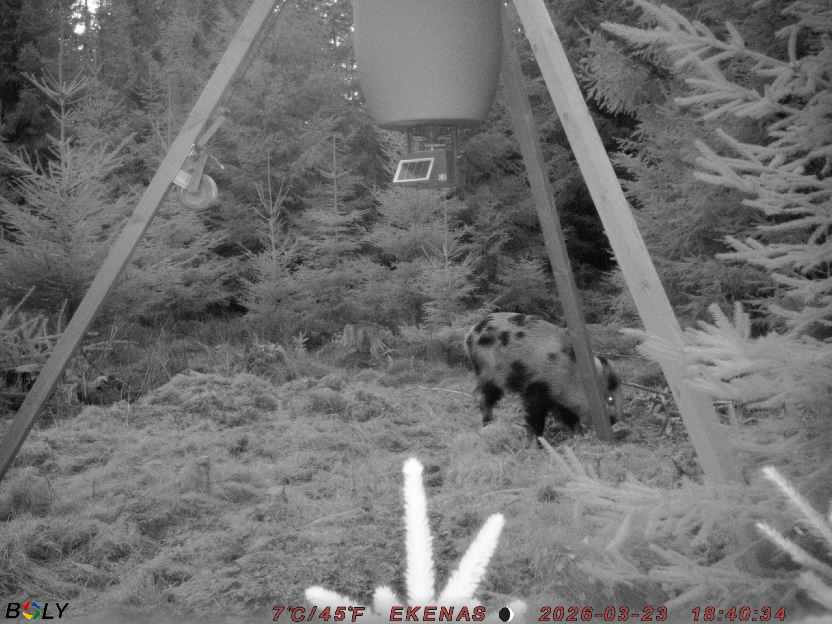 Bild från EKENÄSSALTSTEN