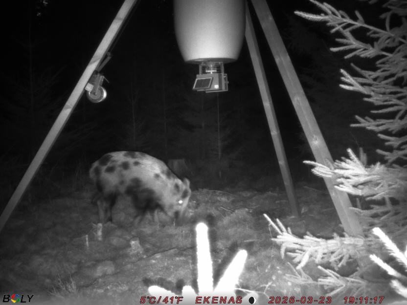 Bild från EKENÄSSALTSTEN