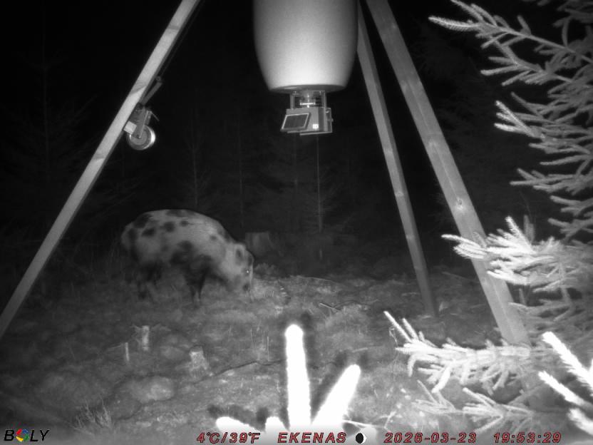 Bild från EKENÄSSALTSTEN