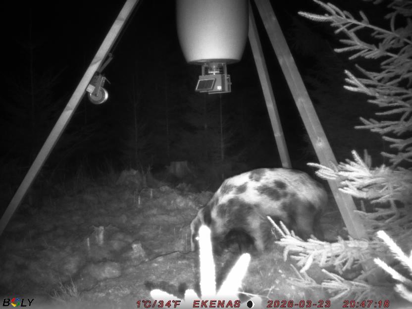 Bild från EKENÄSSALTSTEN