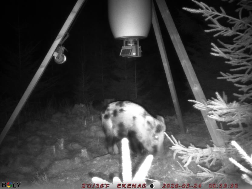 Bild från EKENÄSSALTSTEN