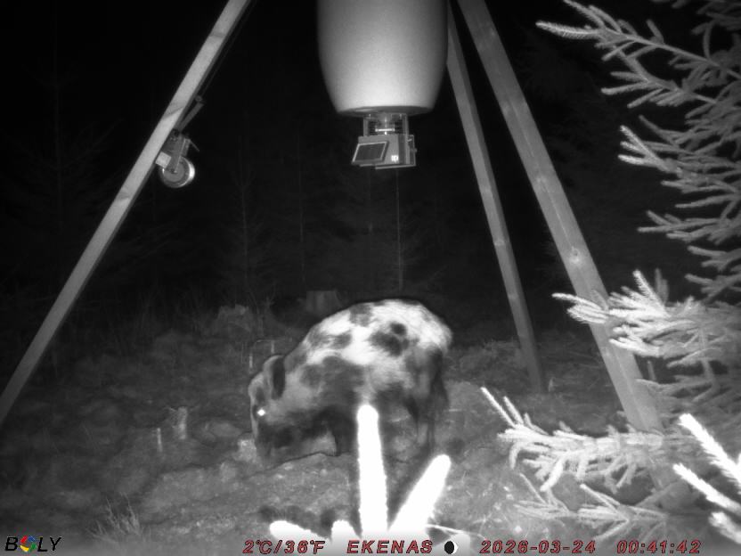 Bild från EKENÄSSALTSTEN