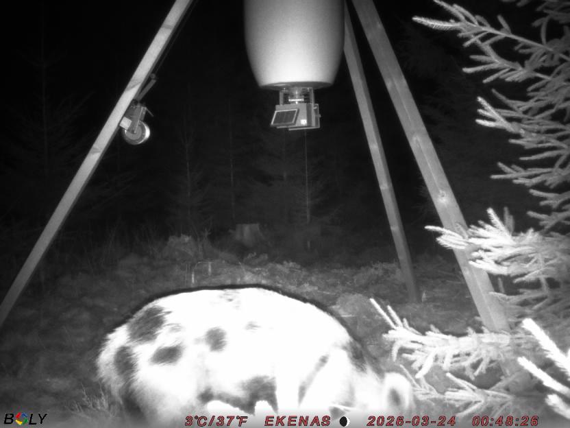 Bild från EKENÄSSALTSTEN