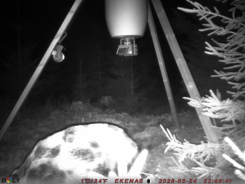 Bild från EKENÄSSALTSTEN