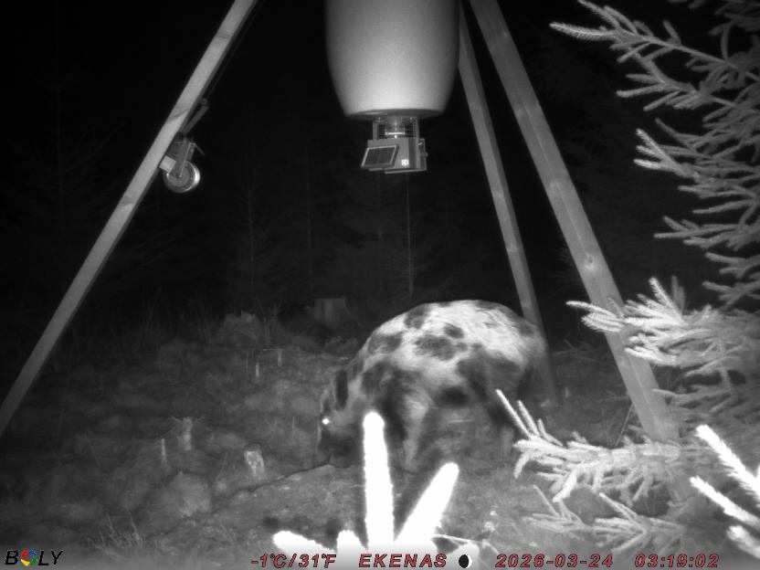 Bild från EKENÄSSALTSTEN