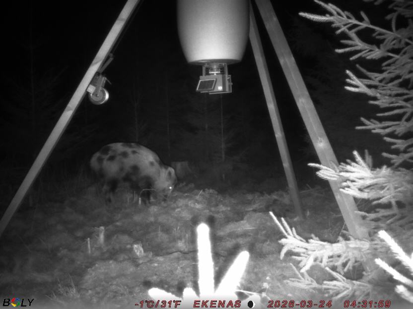 Bild från EKENÄSSALTSTEN