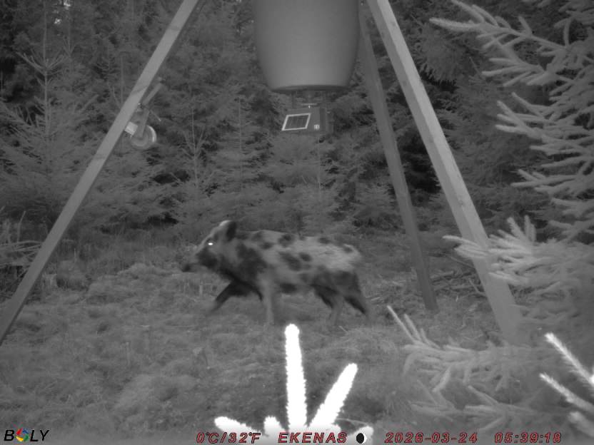 Bild från EKENÄSSALTSTEN