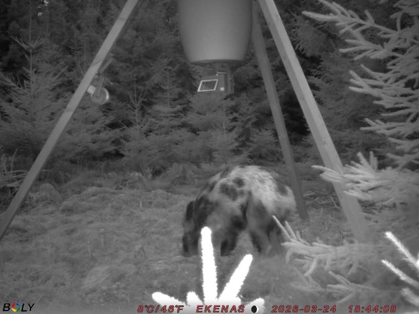 Bild från EKENÄSSALTSTEN