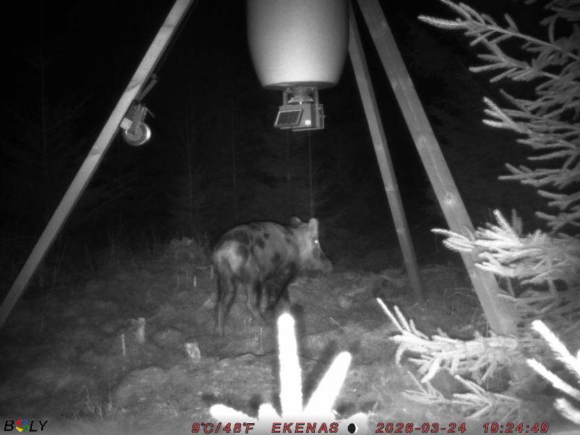 Bild från EKENÄSSALTSTEN