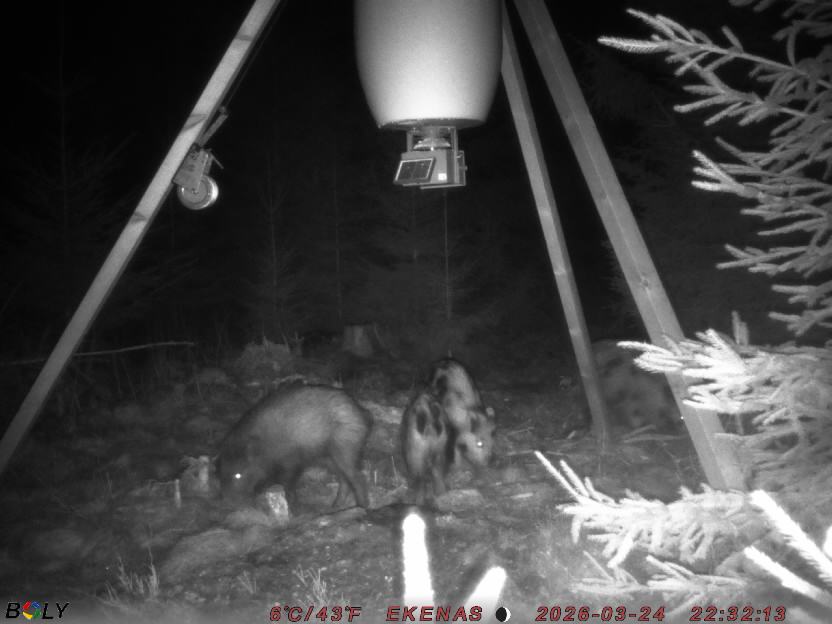 Bild från EKENÄSSALTSTEN