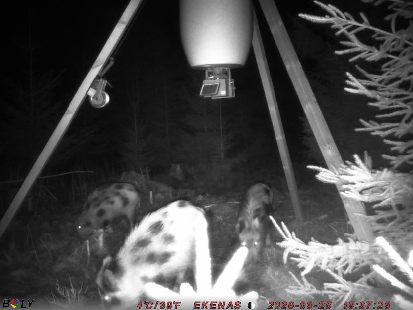 Bild från EKENÄSSALTSTEN