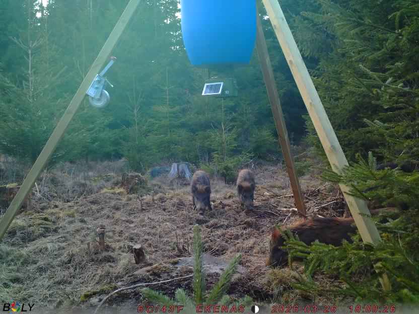 Bild från EKENÄSSALTSTEN