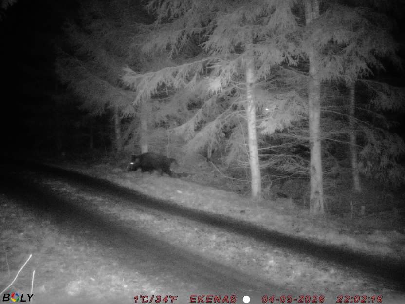 Bild från EKENÄSSALTSTEN