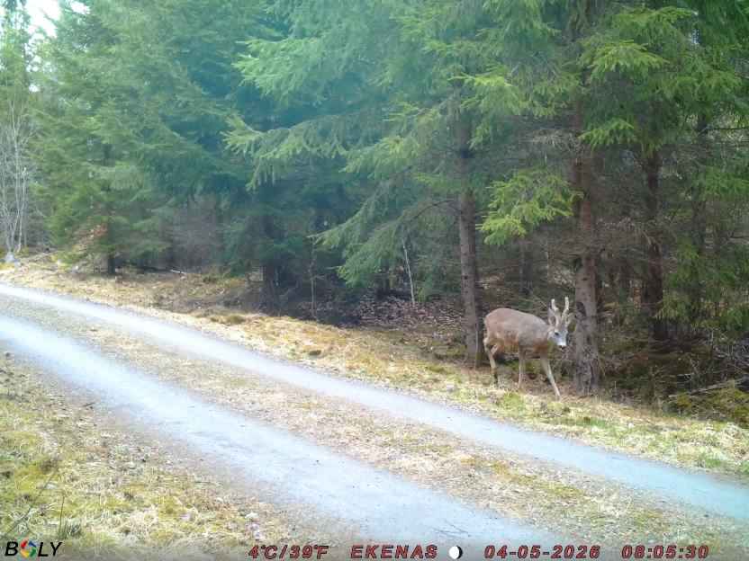Bild från EKENÄSSALTSTEN