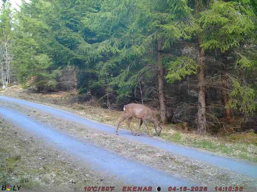 Bild från EKENÄSSALTSTEN