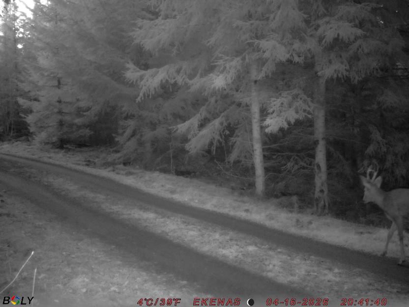 Bild från EKENÄSSALTSTEN