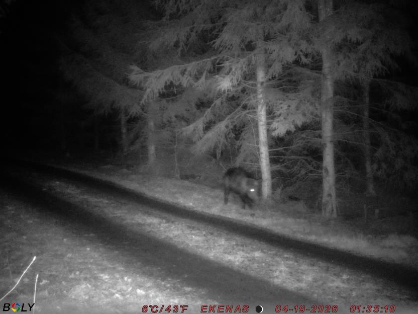 Bild från EKENÄSSALTSTEN