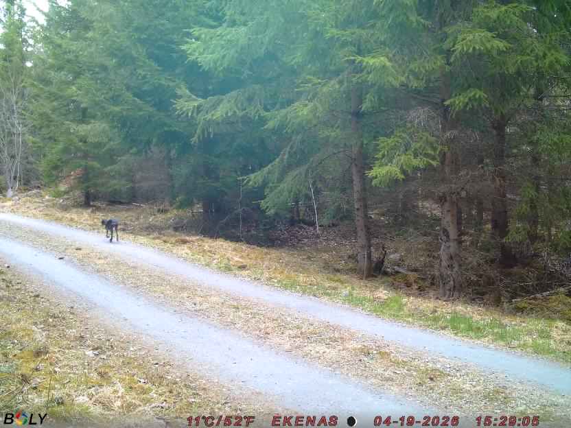 Bild från EKENÄSSALTSTEN